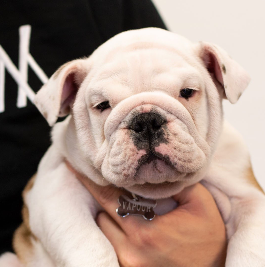 Image of a pitbull dog at the Vapouround office