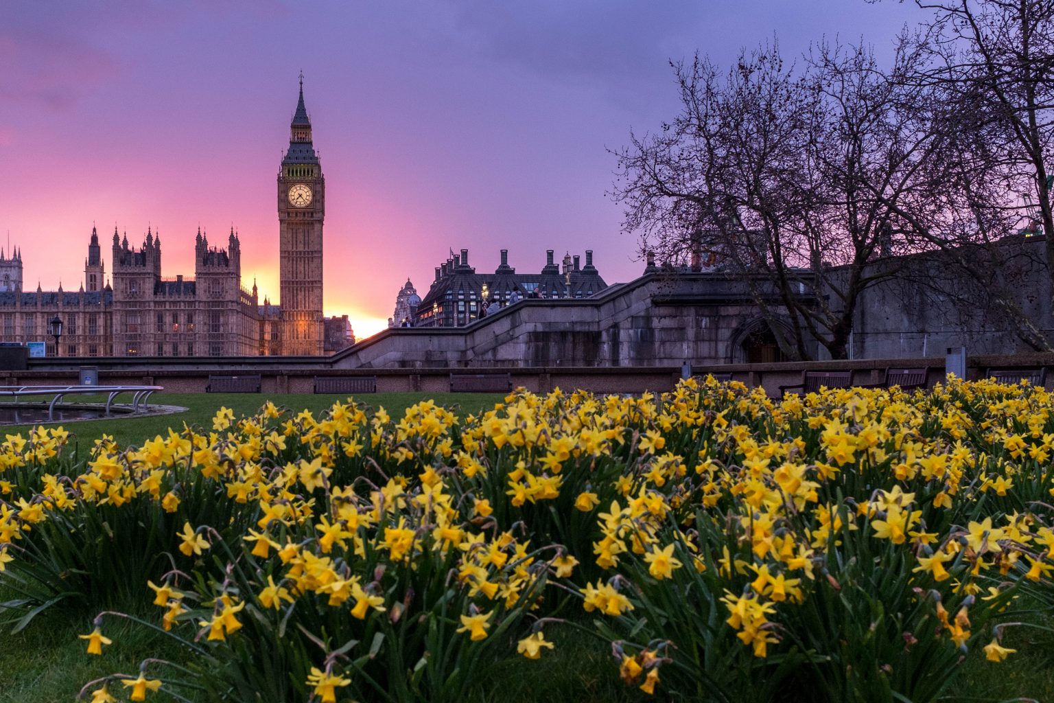 image of daffodils with the houses of parliament and big ben in the background