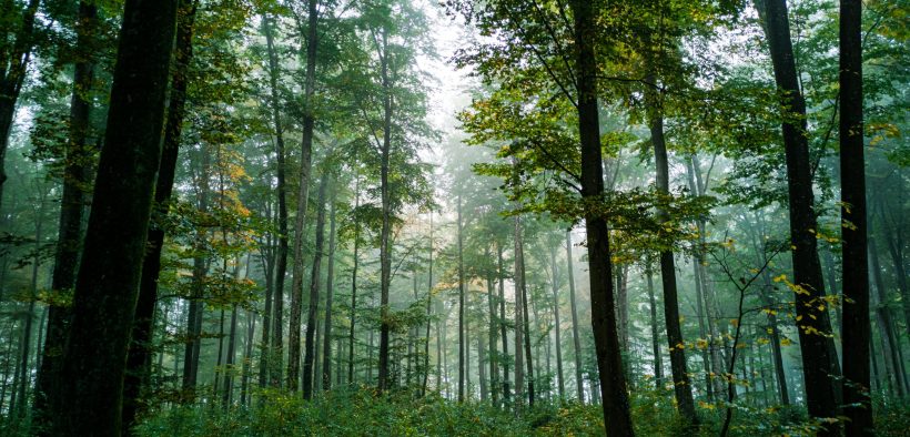 large forest of green trees